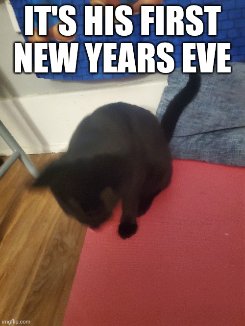 His name is sammy | IT'S HIS FIRST NEW YEARS EVE | image tagged in cat | made w/ Imgflip meme maker
