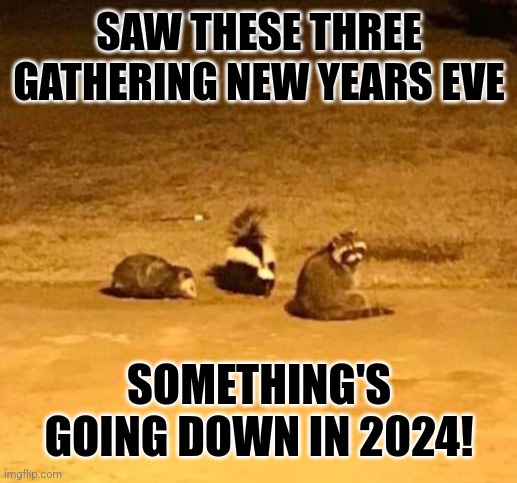 A possum, a skunk, and a raccoon walk into a yard... | SAW THESE THREE GATHERING NEW YEARS EVE; SOMETHING'S GOING DOWN IN 2024! | image tagged in possum,skunk,racoon,new years eve,2023,shit's going down | made w/ Imgflip meme maker