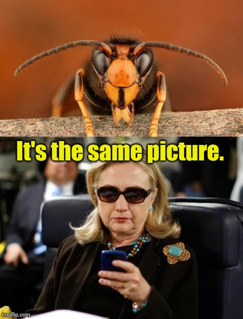 Murder Hornet vs. Murder, Inc. | It's the same picture. | image tagged in murder hornet,memes,hillary clinton cellphone | made w/ Imgflip meme maker