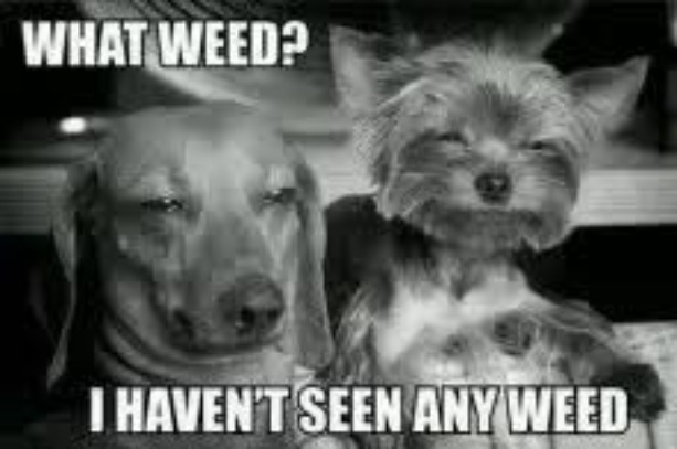 Weed? | image tagged in weed,too damn high,dogs | made w/ Imgflip meme maker