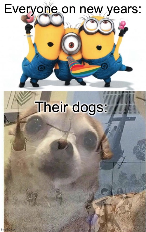 Everyone on new years:; Their dogs: | image tagged in minion party despicable me,ptsd chihuahua | made w/ Imgflip meme maker