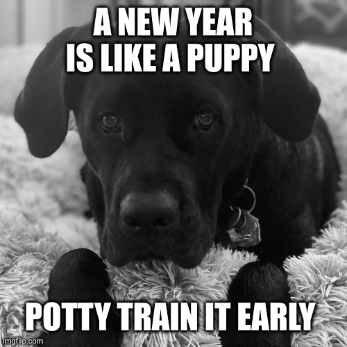 A New Year is like a puppy, potty train it early! | A NEW YEAR IS LIKE A PUPPY; POTTY TRAIN IT EARLY | image tagged in cayman,puppy,black labrador,happy new year,2024,potty training | made w/ Imgflip meme maker