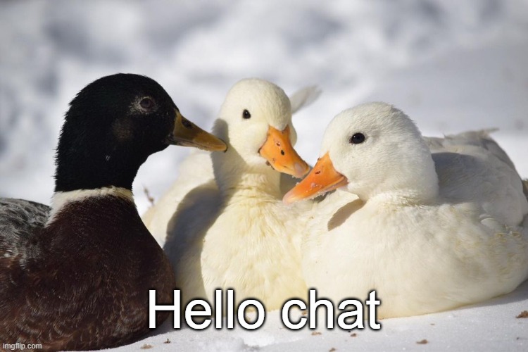 Dunkin Ducks | Hello chat | image tagged in dunkin ducks | made w/ Imgflip meme maker