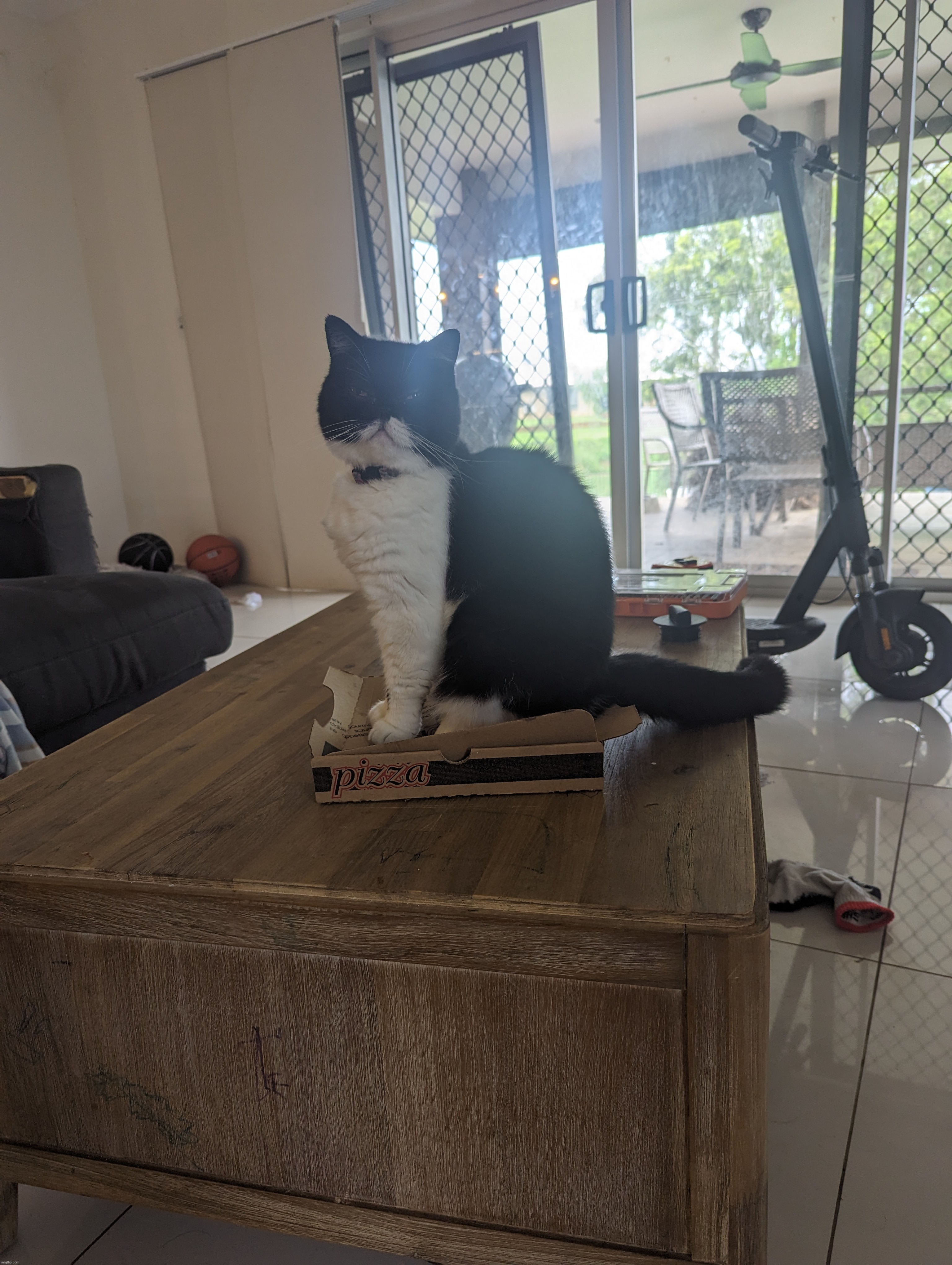 Fatass cat crushes pizza box | made w/ Imgflip meme maker