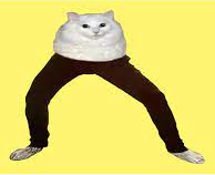 High Quality human cat Blank Meme Template