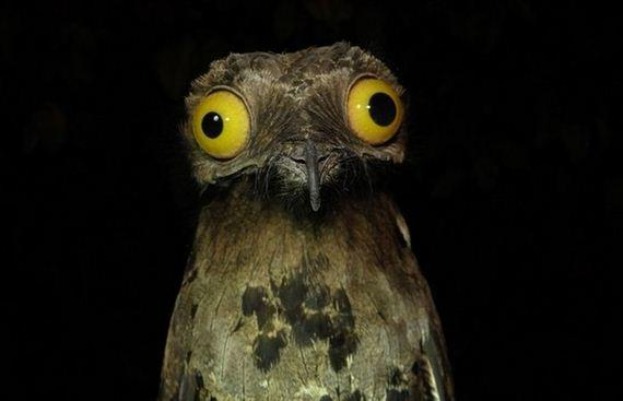 Weird Stuff I Do Potoo Meme | image tagged in memes,weird stuff i do potoo | made w/ Imgflip meme maker
