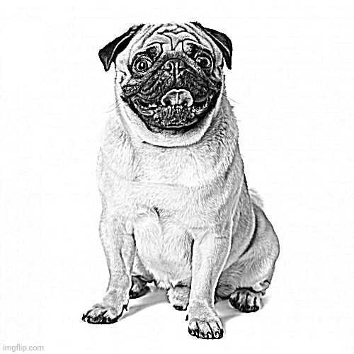 Pug | image tagged in pug | made w/ Imgflip meme maker