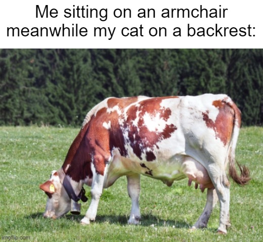Me sitting on an armchair
meanwhile my cat on a backrest: | image tagged in memes,cats,funny cat memes | made w/ Imgflip meme maker