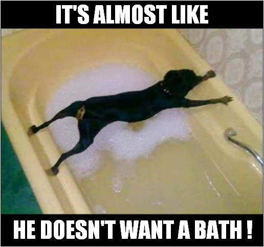 It's Soapy Suds Time ! | IT'S ALMOST LIKE; HE DOESN'T WANT A BATH ! | image tagged in dogs,bath | made w/ Imgflip meme maker