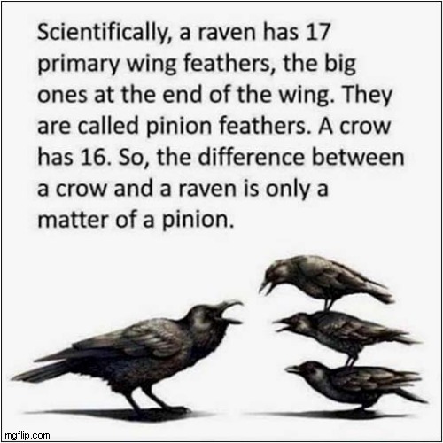 It's The Little Differences ! | image tagged in ravens,crows,difference,word play | made w/ Imgflip meme maker