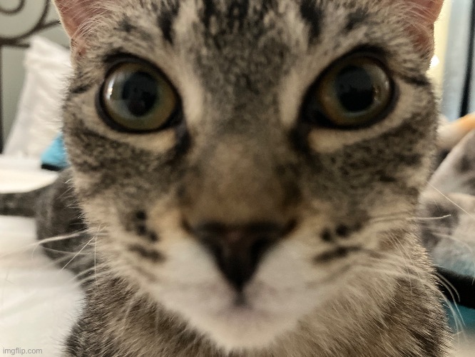 picture of my cat hazel (again) | made w/ Imgflip meme maker