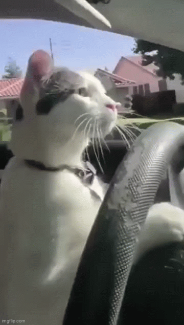 cat-driving-gif-imgflip
