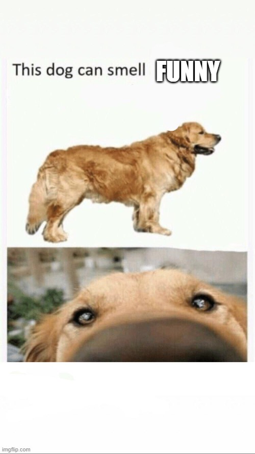 this dog can smell | FUNNY | image tagged in this dog can smell | made w/ Imgflip meme maker