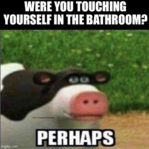 perhaps | WERE YOU TOUCHING YOURSELF IN THE BATHROOM? | image tagged in perhaps cow | made w/ Imgflip meme maker