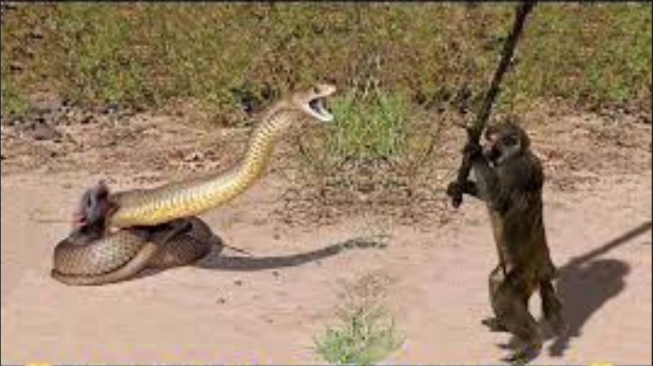 ya wey dejalo salir Blank Meme Template