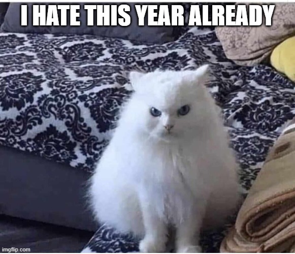 Happy new year | I HATE THIS YEAR ALREADY | image tagged in angry white fluffy cat,happy new year | made w/ Imgflip meme maker