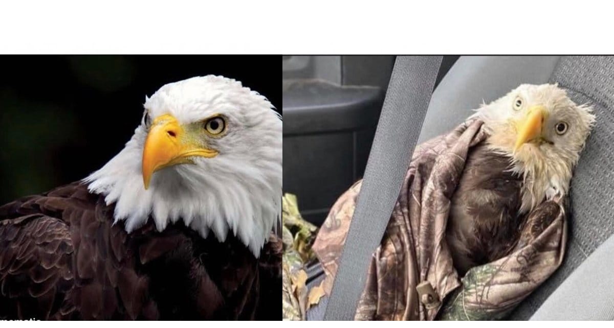 Bald eagle comparison Blank Meme Template