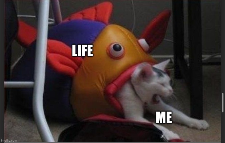 No, life, nooooo | LIFE; ME | image tagged in fish,eating,cat | made w/ Imgflip meme maker