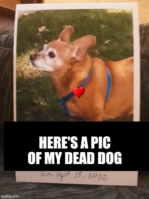 HERE'S A PIC OF MY DEAD DOG | made w/ Imgflip meme maker