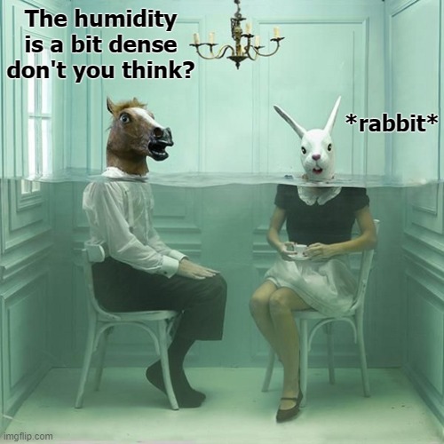 The humidity is a bit dense don't you think? *rabbit* | image tagged in funny | made w/ Imgflip meme maker