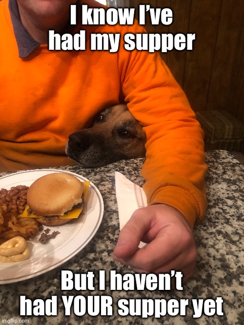 What goes on in a dog’s head | I know I’ve had my supper; But I haven’t had YOUR supper yet | image tagged in dog,food | made w/ Imgflip meme maker