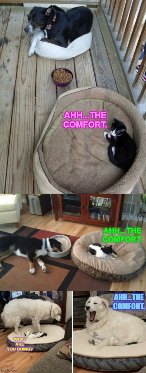 The Comfort Factor | AHH...THE COMFORT. AHH...THE COMFORT. AHH...THE COMFORT. WHAT ARE YOU DOING? | image tagged in memes,cats,dogs,switch,bed,no i don't think i will | made w/ Imgflip meme maker