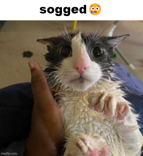 sogged | sogged😢 | made w/ Imgflip meme maker