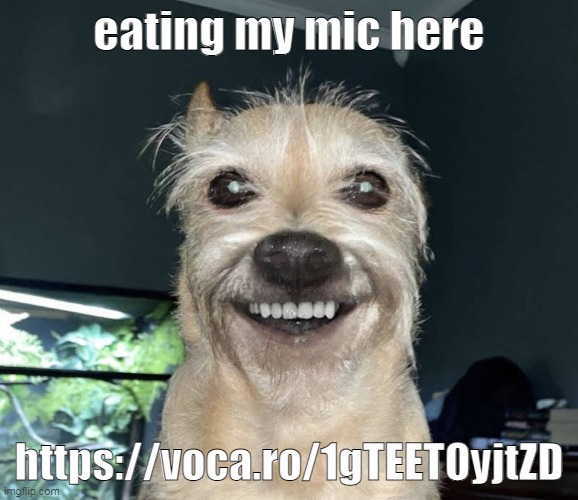 The "Dog" | eating my mic here; https://voca.ro/1gTEETOyjtZD | image tagged in the dog | made w/ Imgflip meme maker