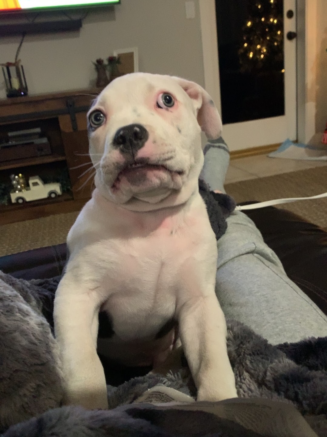 High Quality Funny dog face Blank Meme Template