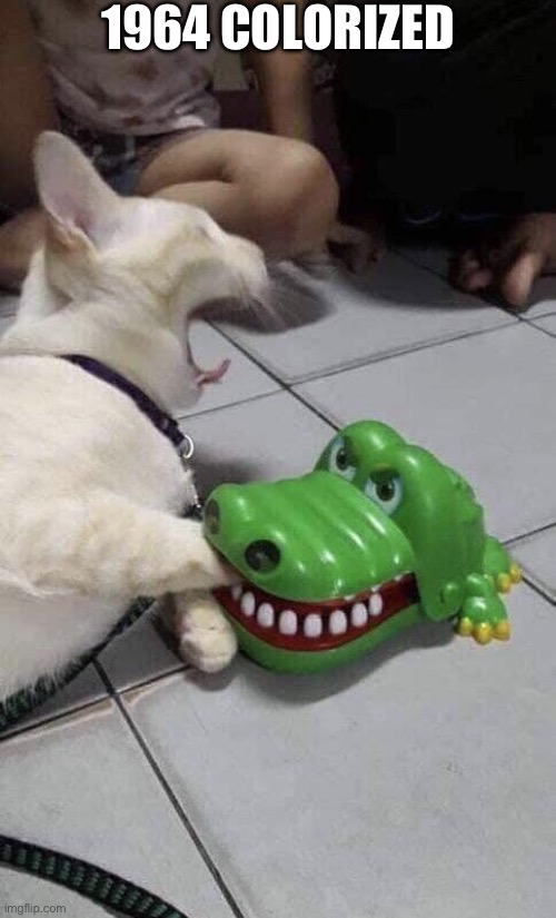 Cat and Alligator | 1964 COLORIZED | image tagged in cat and alligator | made w/ Imgflip meme maker