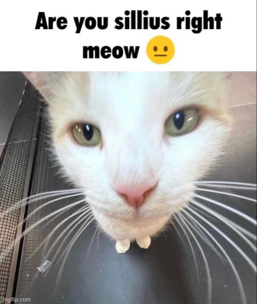 are you sillius right meow | image tagged in are you sillius right meow | made w/ Imgflip meme maker