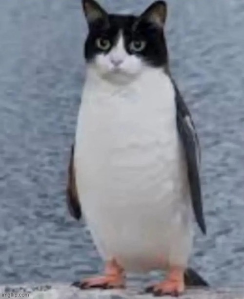 Penguinos gato | made w/ Imgflip meme maker