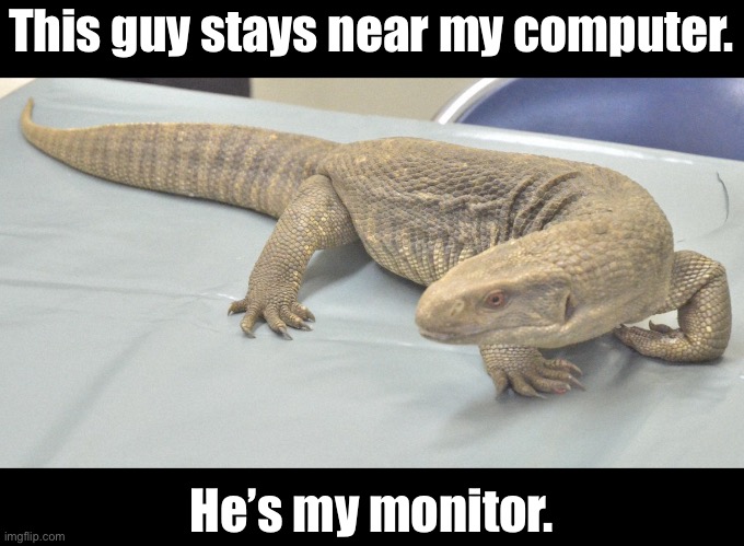 Monitor | This guy stays near my computer. He’s my monitor. | image tagged in bad pun | made w/ Imgflip meme maker