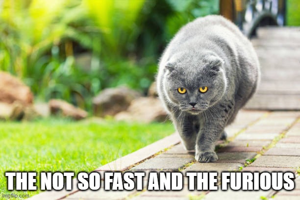 meme by Brad cat not so fast and the furious | THE NOT SO FAST AND THE FURIOUS | image tagged in cat,cats,cat meme,cat memes,funny cat memes | made w/ Imgflip meme maker