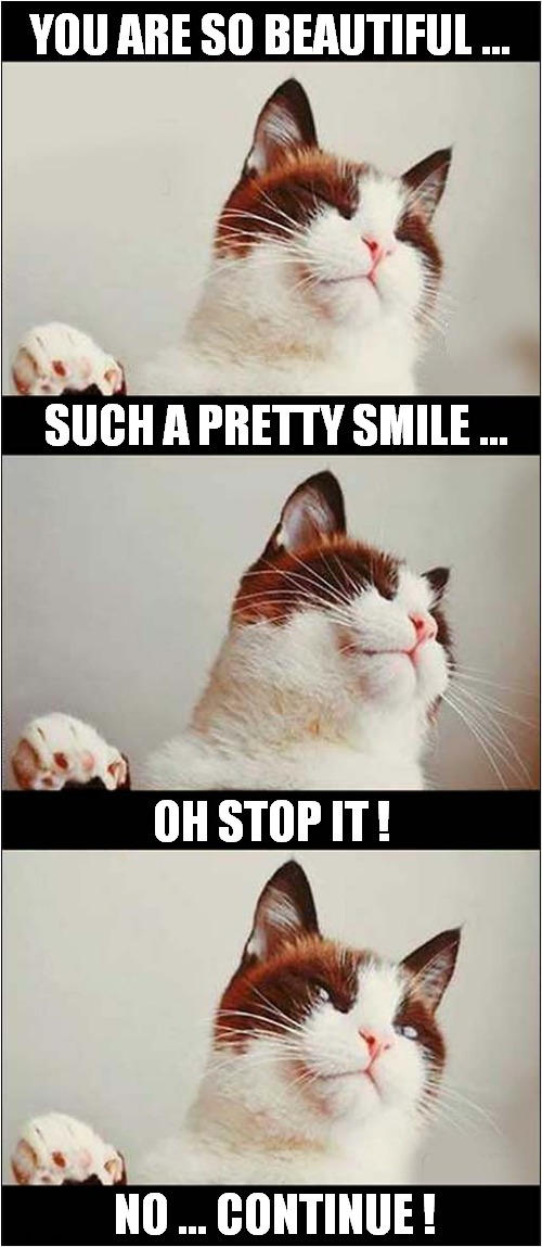 Cat Loving The Attention ! | YOU ARE SO BEAUTIFUL ... SUCH A PRETTY SMILE ... OH STOP IT ! NO ... CONTINUE ! | image tagged in cats,loving,attention | made w/ Imgflip meme maker