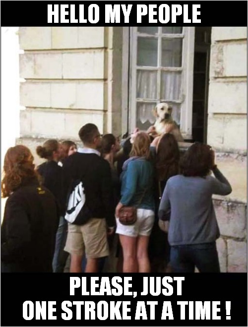 This Dog Is A Hit With The Crowd ! | HELLO MY PEOPLE; PLEASE, JUST ONE STROKE AT A TIME ! | image tagged in dogs,crowd of people,attention | made w/ Imgflip meme maker