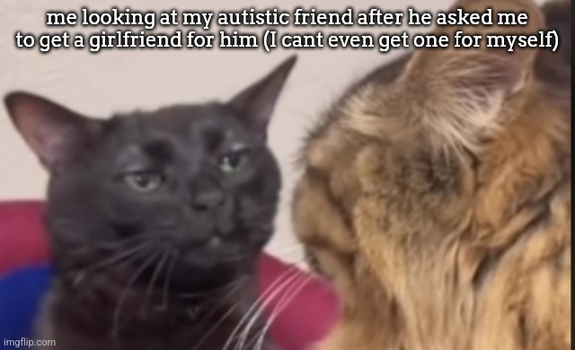 this actually happened at school | me looking at my autistic friend after he asked me to get a girlfriend for him (I cant even get one for myself) | image tagged in black cat zoning out | made w/ Imgflip meme maker