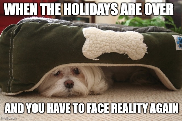 Reality | WHEN THE HOLIDAYS ARE OVER; AND YOU HAVE TO FACE REALITY AGAIN | image tagged in dog memes,funny dogs,funny dog memes,holidays | made w/ Imgflip meme maker
