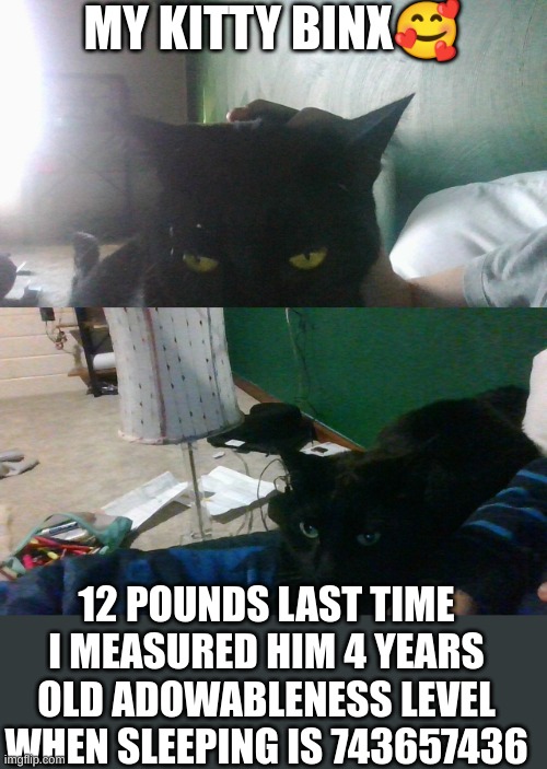 MY KITTY BINX? 12 POUNDS LAST TIME I MEASURED HIM 4 YEARS OLD ADOWABLENESS LEVEL WHEN SLEEPING IS 743657436 | made w/ Imgflip meme maker