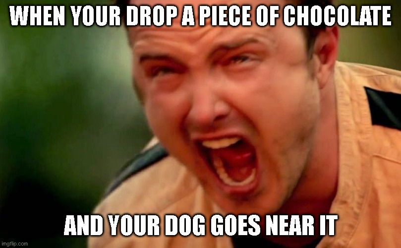random meme | WHEN YOUR DROP A PIECE OF CHOCOLATE; AND YOUR DOG GOES NEAR IT | image tagged in guy screaming | made w/ Imgflip meme maker