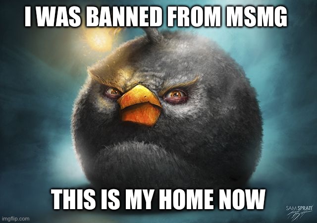 angry birds bomb | I WAS BANNED FROM MSMG; THIS IS MY HOME NOW | image tagged in angry birds bomb | made w/ Imgflip meme maker
