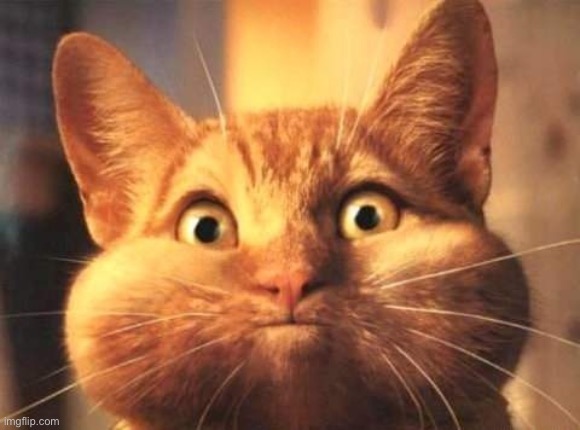 Full Mouth Cat | image tagged in full mouth cat | made w/ Imgflip meme maker