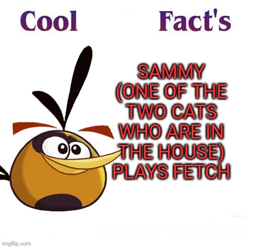 If you want to know more about him, I will tell you guys | SAMMY (ONE OF THE TWO CATS WHO ARE IN THE HOUSE) PLAYS FETCH | image tagged in cool facts | made w/ Imgflip meme maker