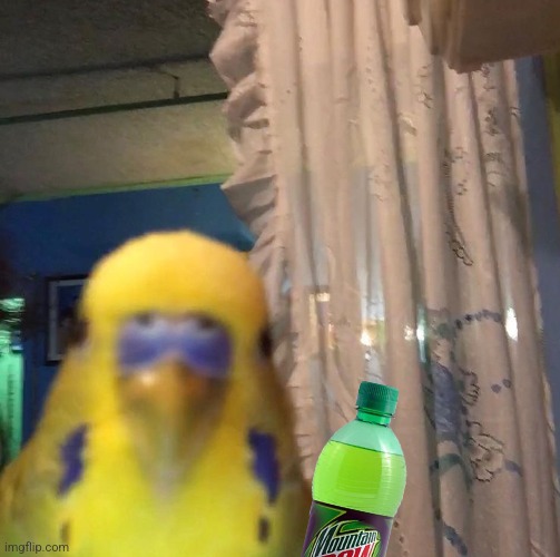 a | image tagged in ayo bird | made w/ Imgflip meme maker