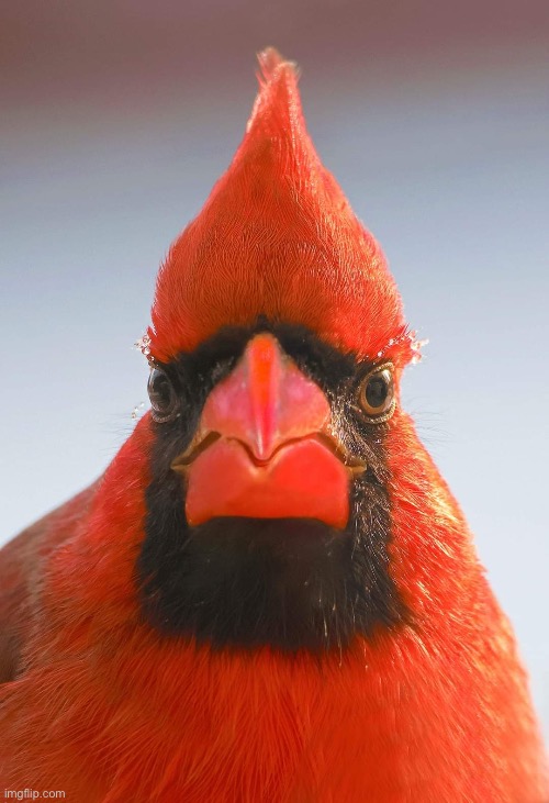 Grumpy Cardinal | image tagged in grumpy cardinal | made w/ Imgflip meme maker