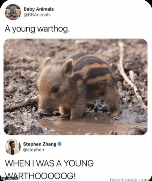 He is a young wartHOOOOOGGGGGG | image tagged in the lion king | made w/ Imgflip meme maker