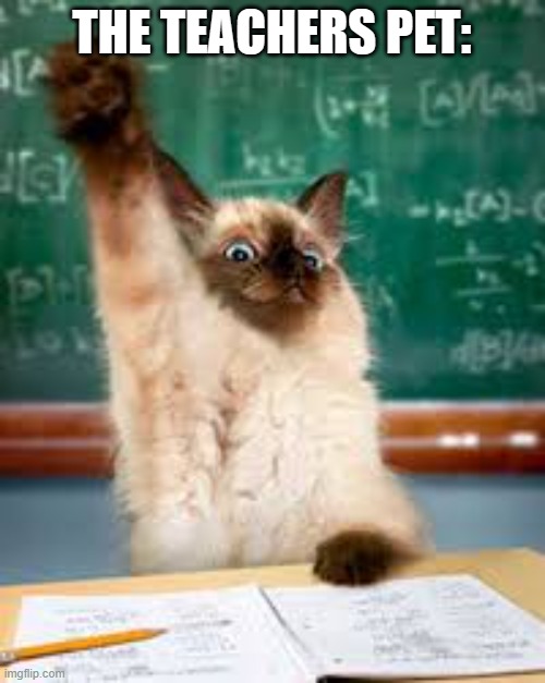 Raised hand cat | THE TEACHERS PET: | image tagged in raised hand cat | made w/ Imgflip meme maker