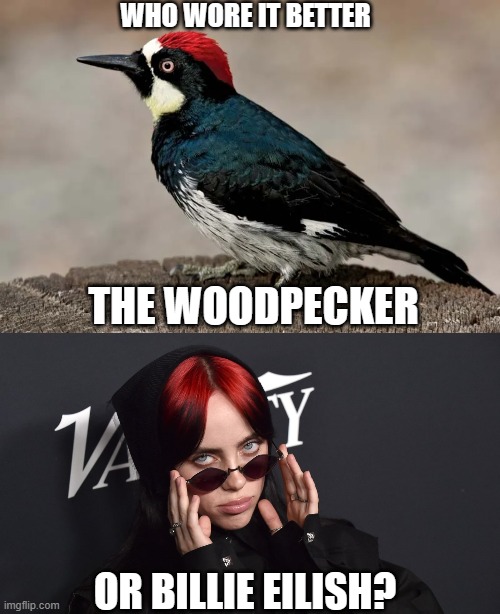 Who Wore It Better Wednesday #191 - Red on head | WHO WORE IT BETTER; THE WOODPECKER; OR BILLIE EILISH? | image tagged in memes,who wore it better,woodpecker,billie eilish,birds,singers | made w/ Imgflip meme maker