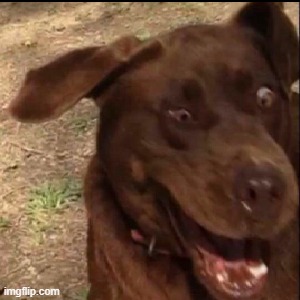 fucked up in the crib with [stupid dog picture] | image tagged in stupid dog picture | made w/ Imgflip meme maker