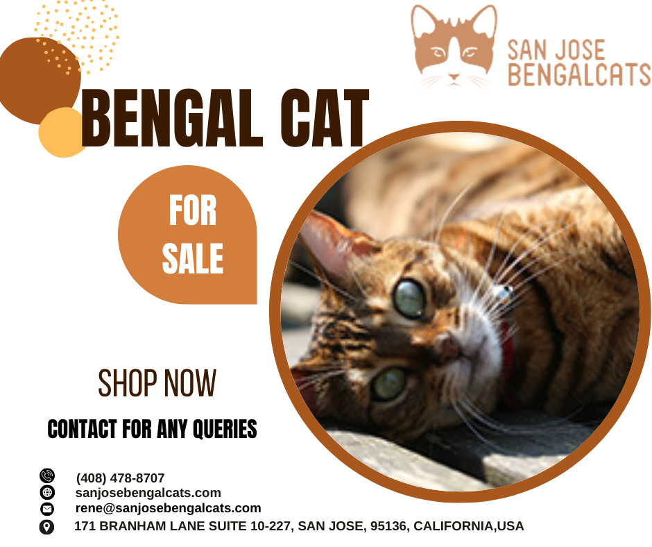 High Quality Bengal Cat for Sale | San Jose Bengal Cats Blank Meme Template